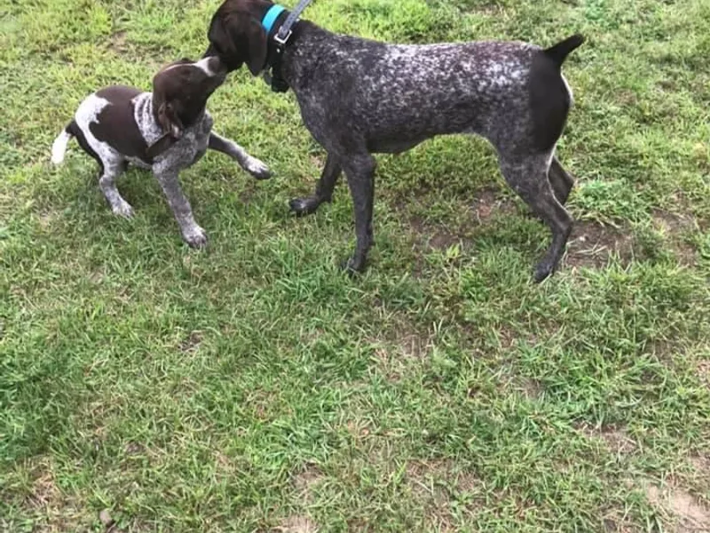 Johannes Family Pointers