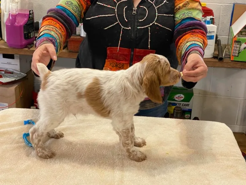 John Freemon's Brittanies