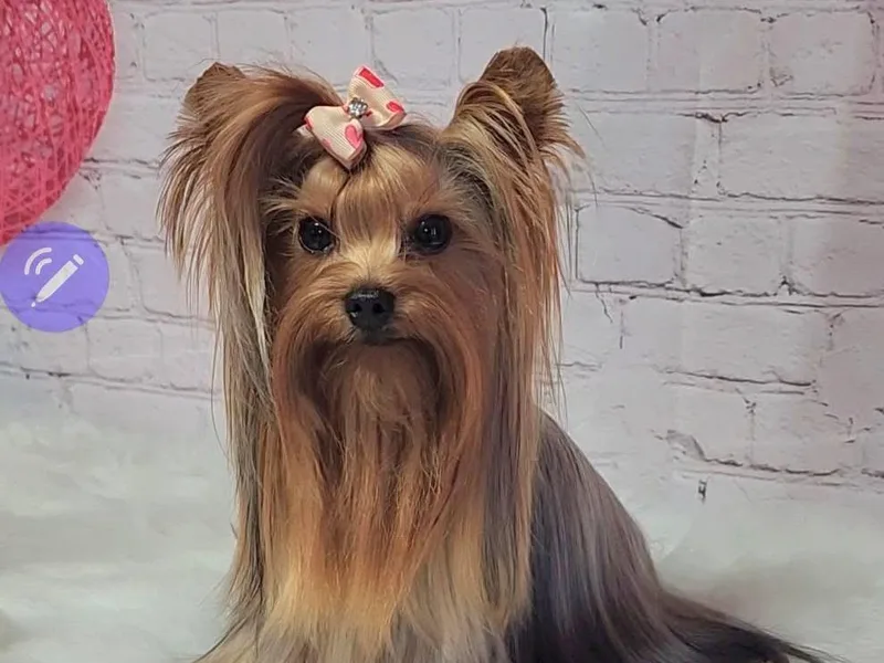 John's Yorkshire Terriers