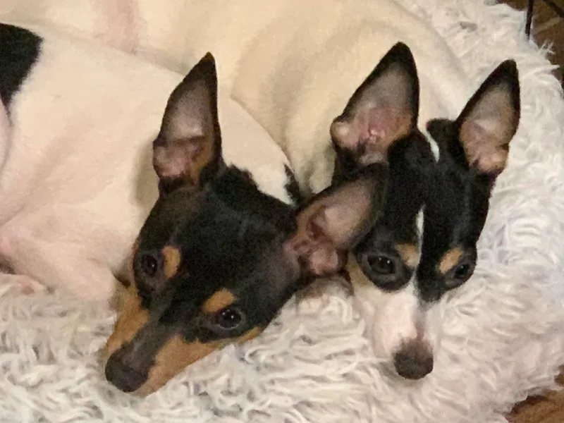 Johnfox Toy Fox Terriers