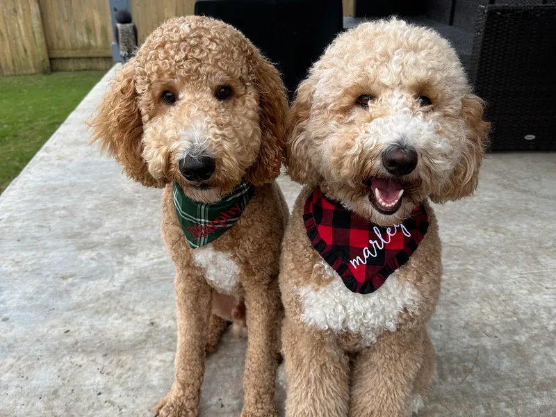 Johnson &amp; Co Doodles