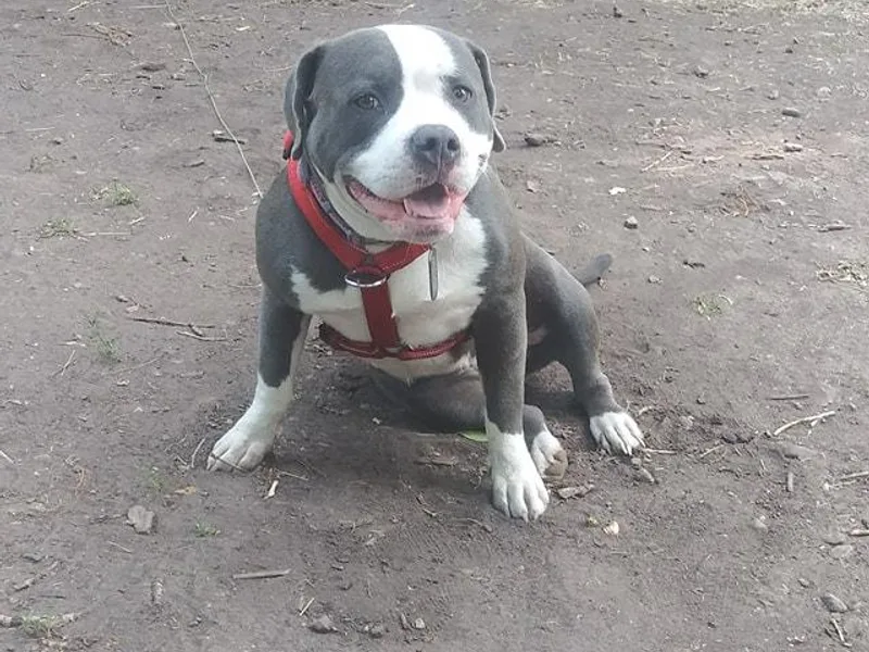 Johnson Bully Breeders