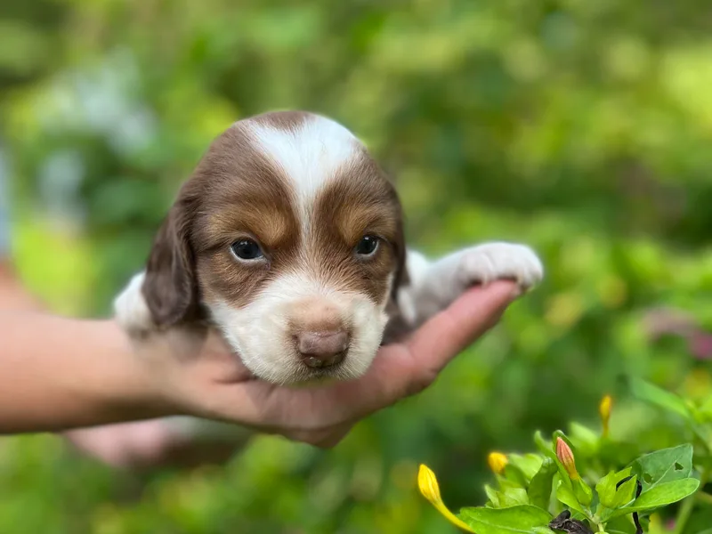 Johnson Dachshund’s