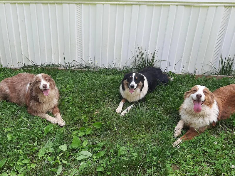 Johnson Hill Aussies