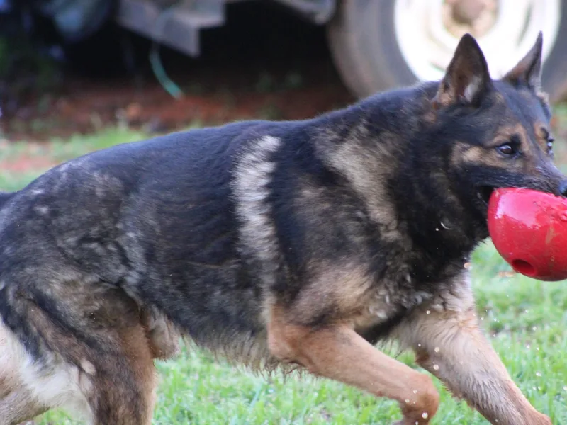 Johnson K9s photo 1