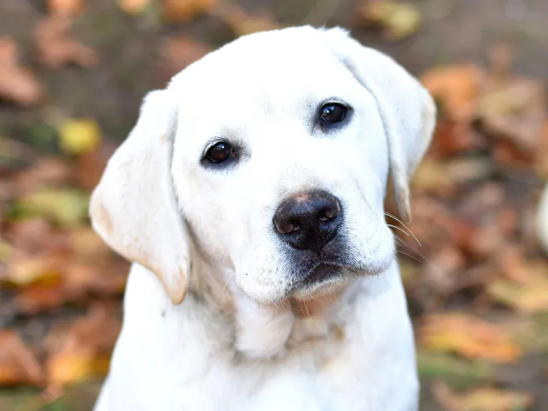 Johnson Point Labradors