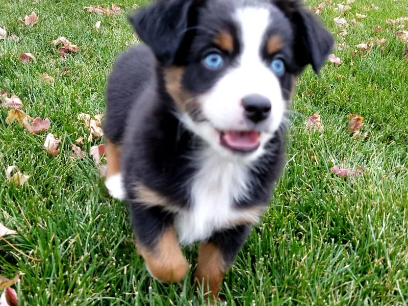 Johnson's Australian Shepherds