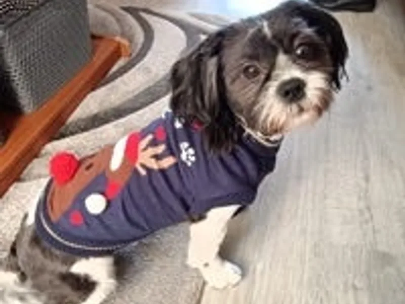 Johnson’s Dogs photo 1