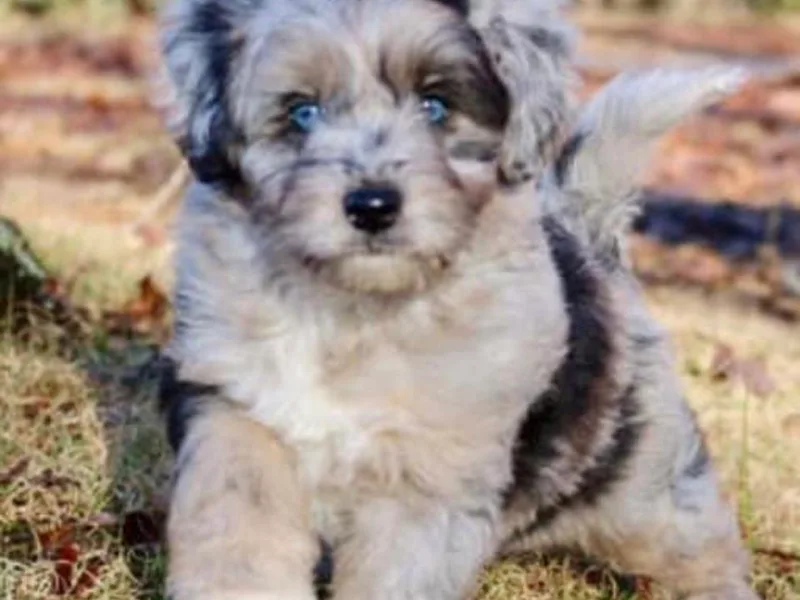 Johnson’s Highland Pride Aussiedoodles