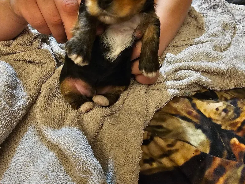 Johnson’s Koi&amp;MoreLLC