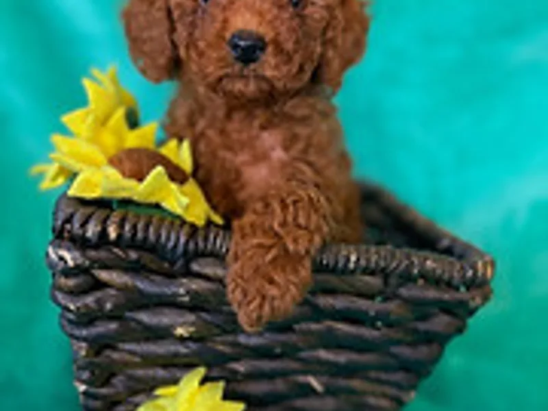 Johnson's Wine Country Poodles