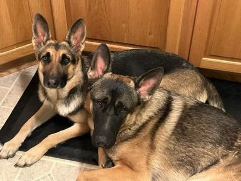 Johnson Schäeferhundar