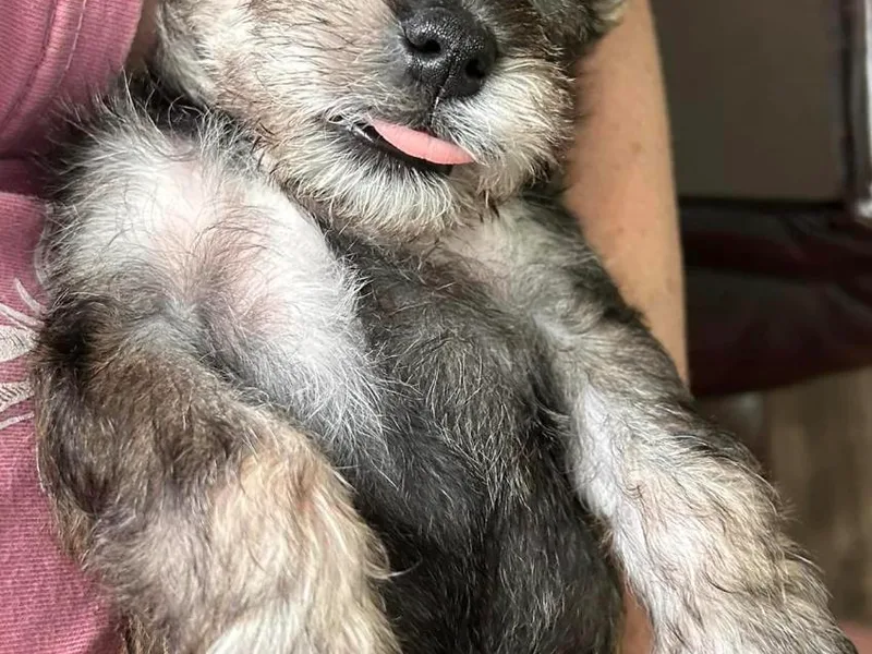 Johnson Schnauzer’s photo 1