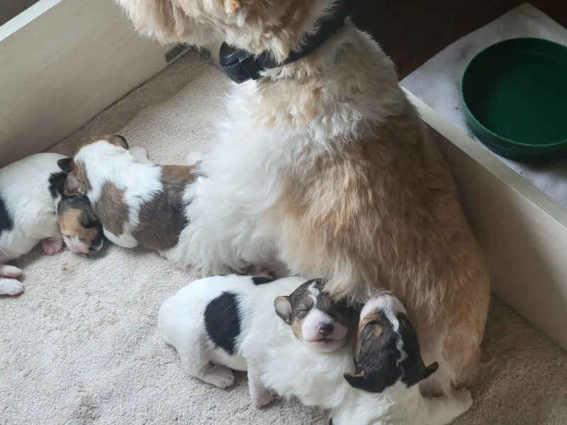 Johnson Wire Fox Terriers