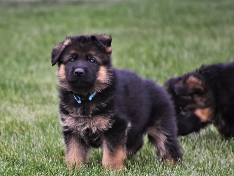 Johnston Family German Shepherds