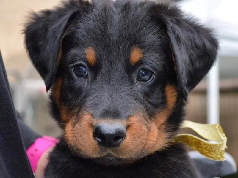 Joie de Vie Beaucerons