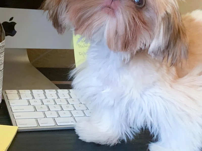Joiful Shih Tzu photo 1
