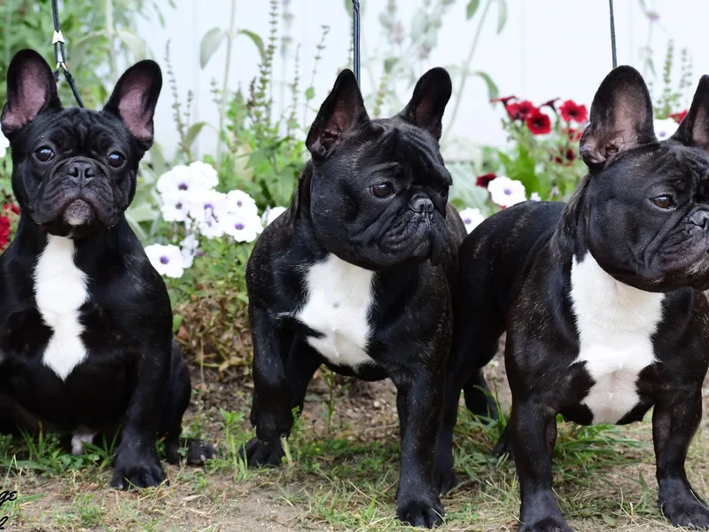 JoJo French Bulldogs