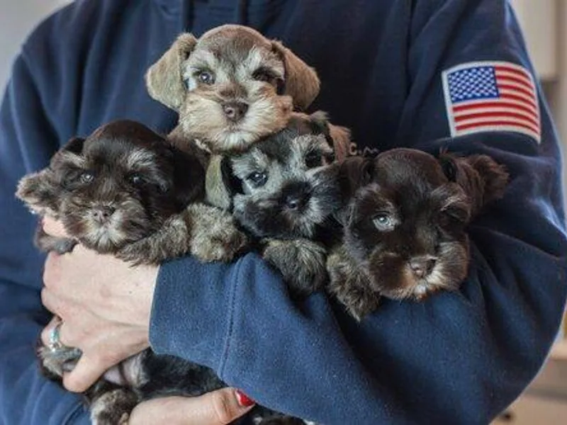 JoJo's Schnauzers