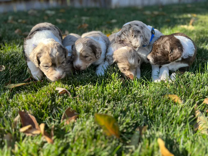 Jojo the Sanpete Aussie