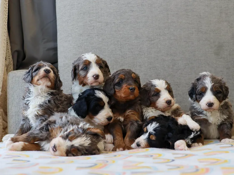 Joley Aire Family Dogs