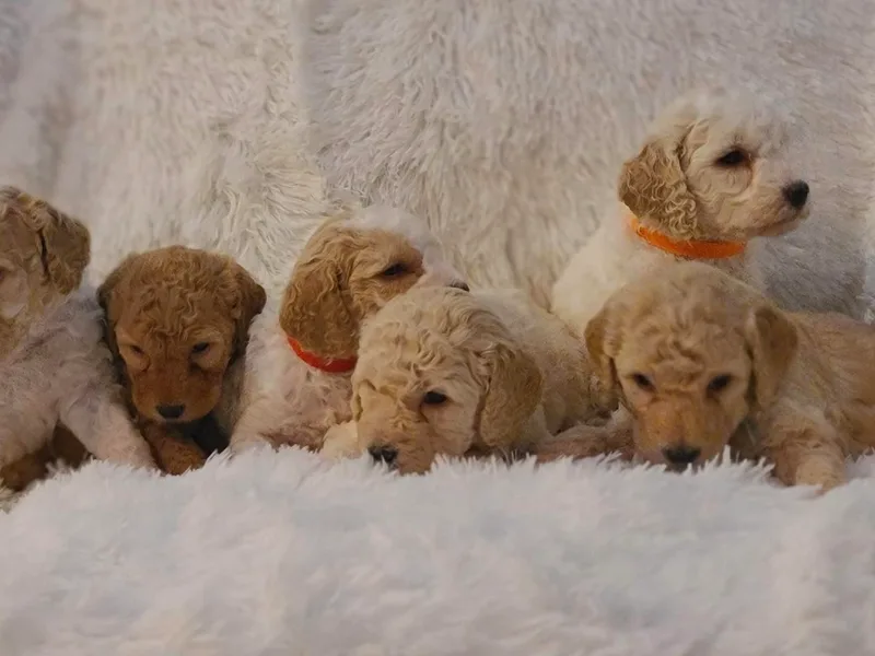 Jolley Goldendoodles photo 1
