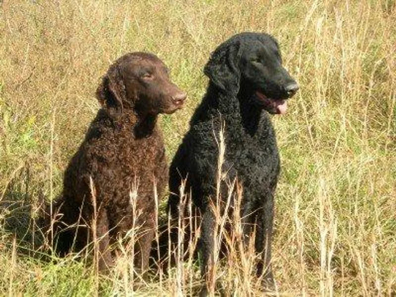Jollycurl Curly-Coated Retrievers