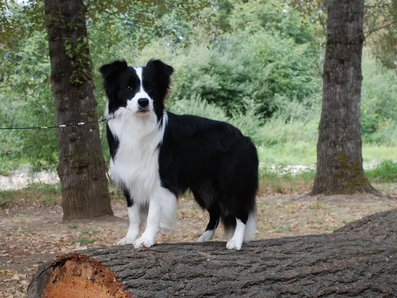 Jollypaws Border Collies