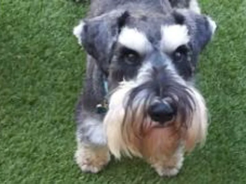 Joloschnauzers