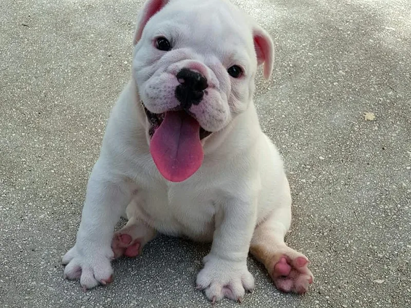 JoMo Kennels photo 1