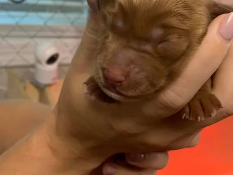 Jonathan Brewer's Labradoodles