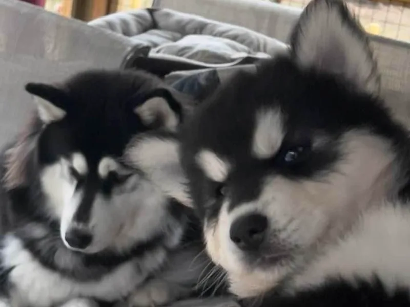 Jones Alaskan Huskies