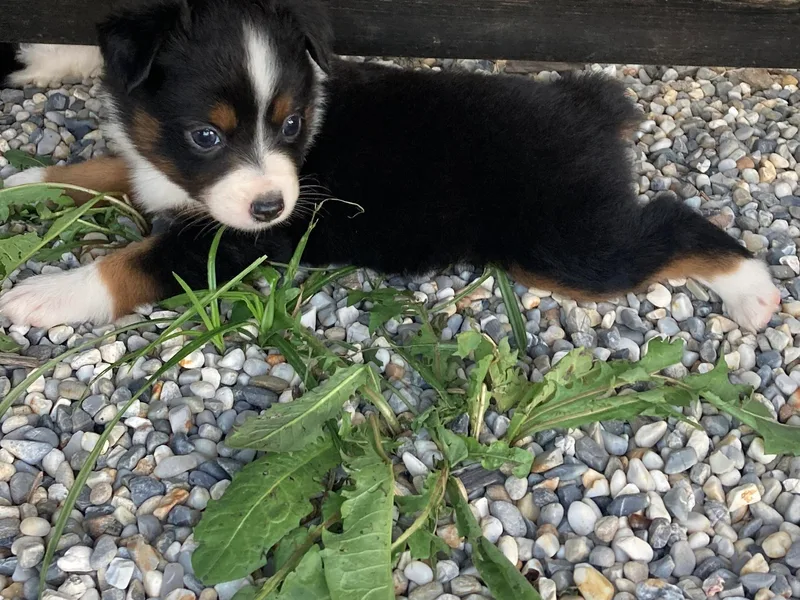 Jones ASDR Registered Toy / Mini Aussies