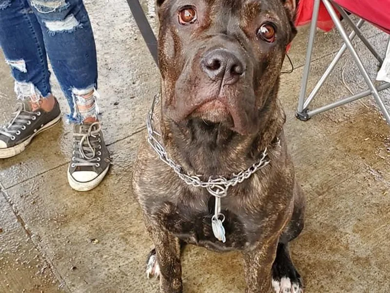 Jones’ Cane Corso