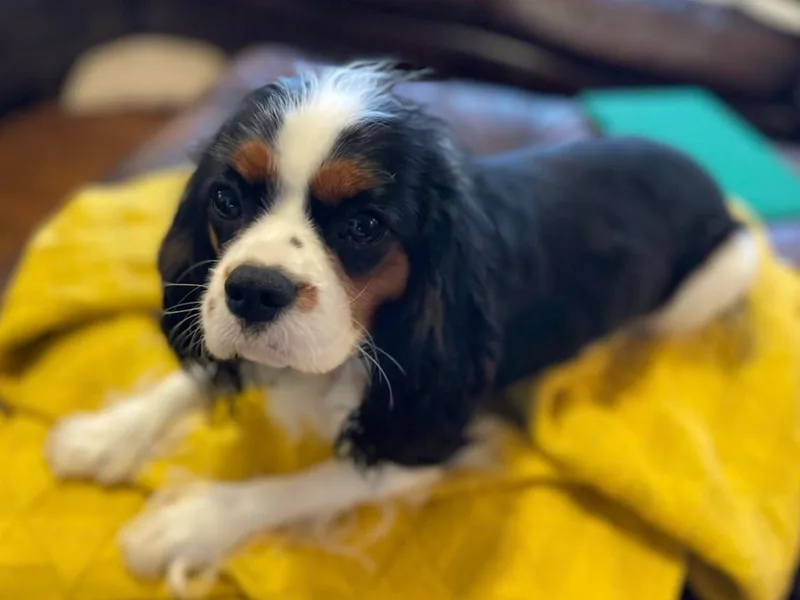 Jones Grove Puppies