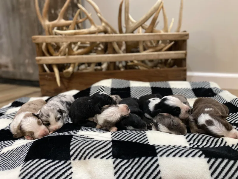 Jones Mini Aussies photo 1