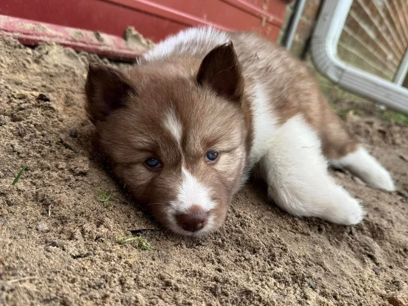 Jones Siberian Huskies
