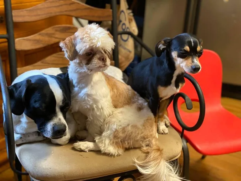 Joni Hensley's Shih Tzu