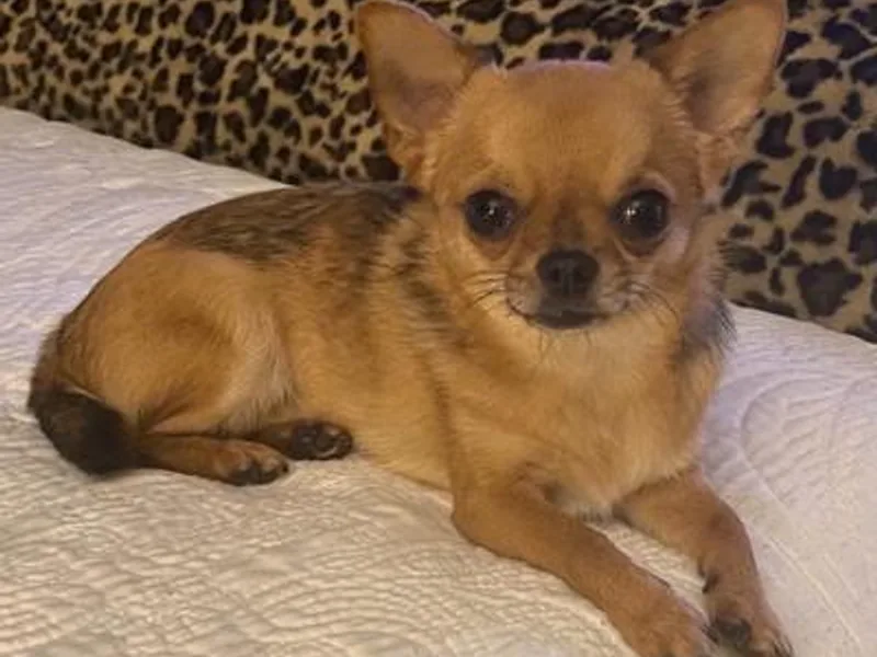 Joni's Chihuahuas