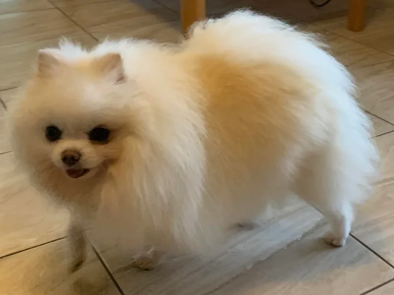 Jonna’s Poms