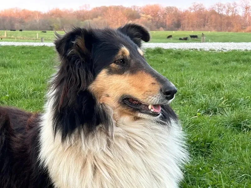 Jordan Creek Collies