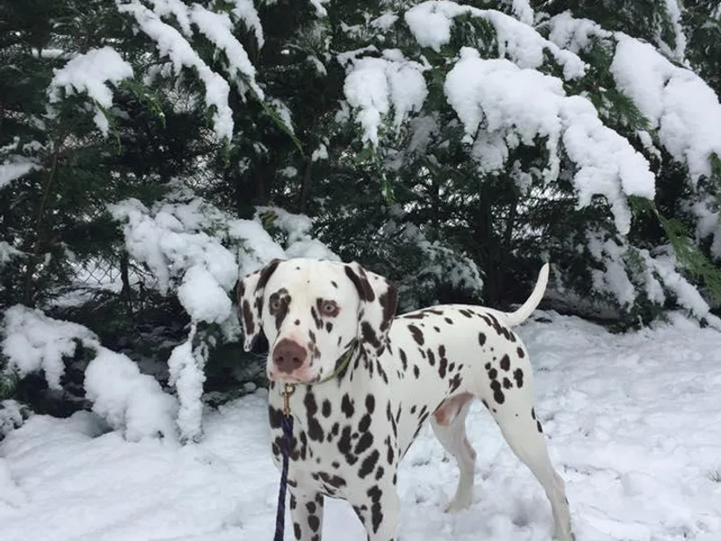 Jordan's Dalmatians