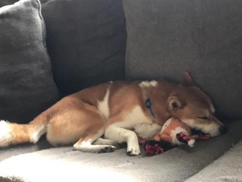 Jordan's Shiba Inu