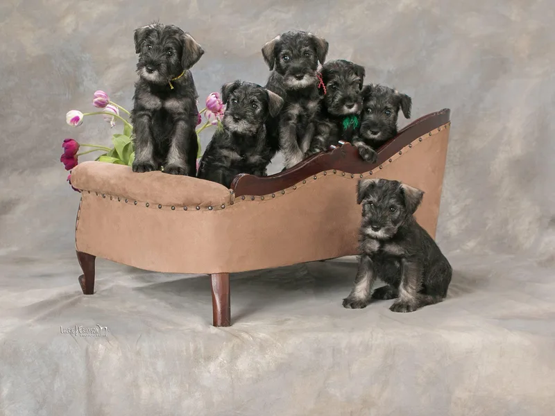 Jordan Standard Schnauzers