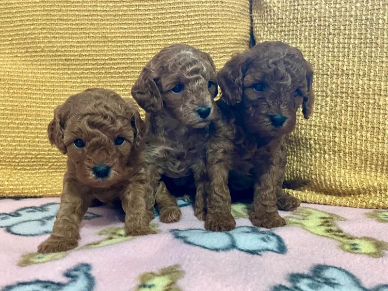 Jorden’s Cavapoo’s