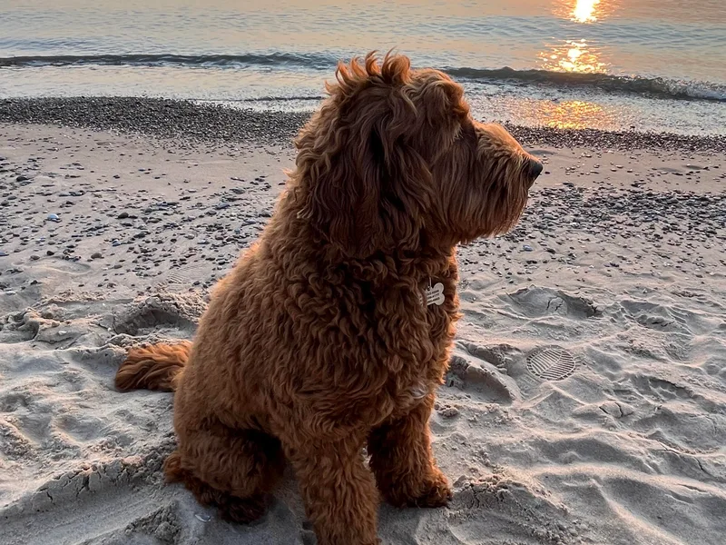 Joreese Australian Cobberdogs