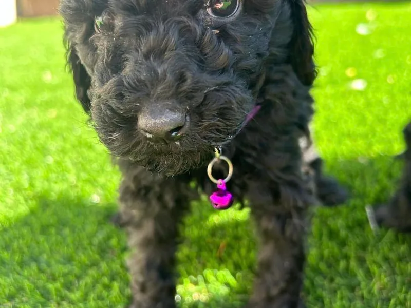 Jose Aguirre's Poodles