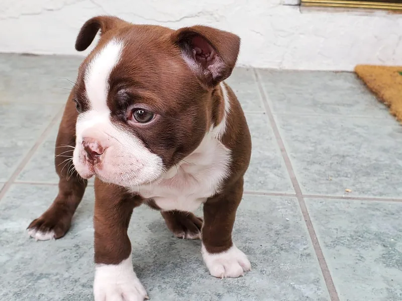Jose's Boston Terriers photo 1