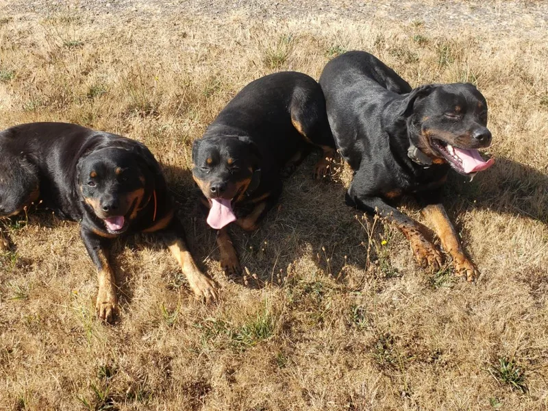 Joseph Cole's Rottweilers