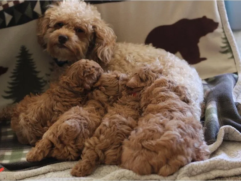 Joseph Conkle's Poodles